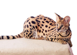 7 Domestic Cats That Look Like Cheetahs And Leopards With Pictures