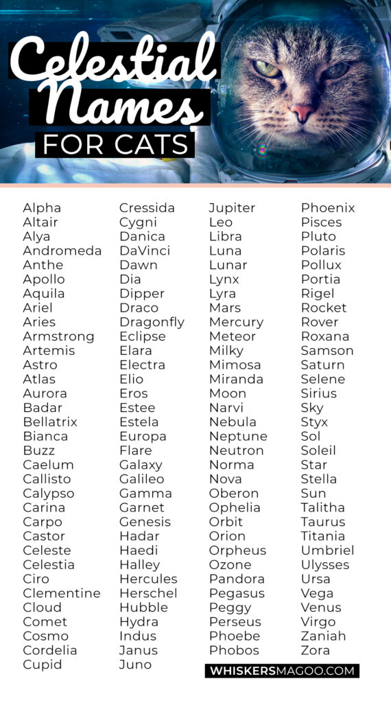 131 Celestial and Space-Themed Names for Cats (with Meanings!) - Comet, Orbit, and Astro are just the beginning! Check out over 130 out-of-this-world space-themed names for cats right here! #catnames #spacenames #celestial
