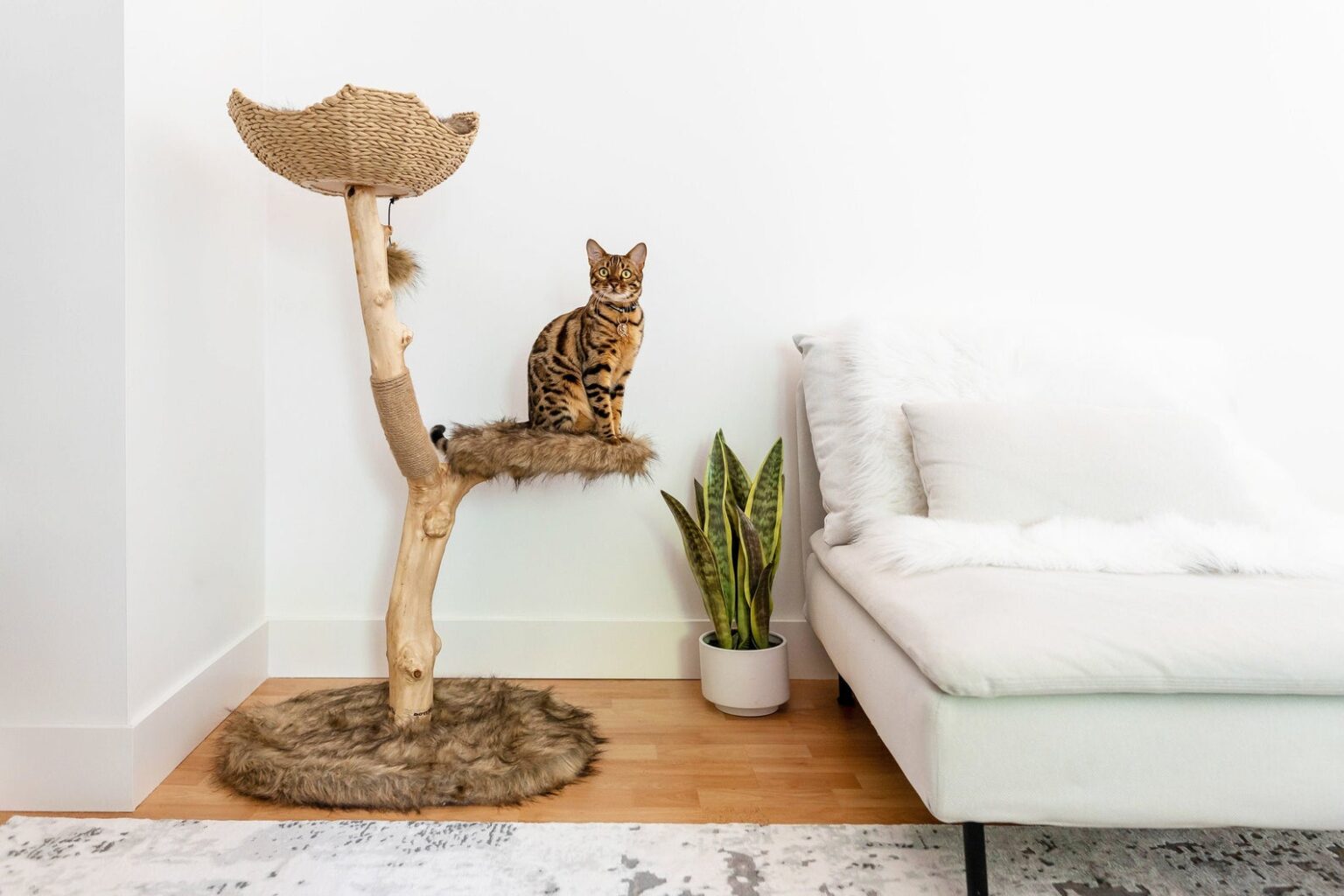 15 Cute Indoor Cat Towers That Look Like Real Trees And Where To Buy