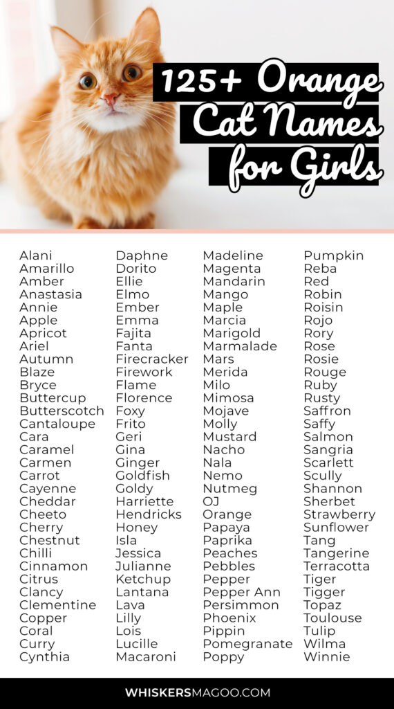 Cute Cat Names For A Orange Cat