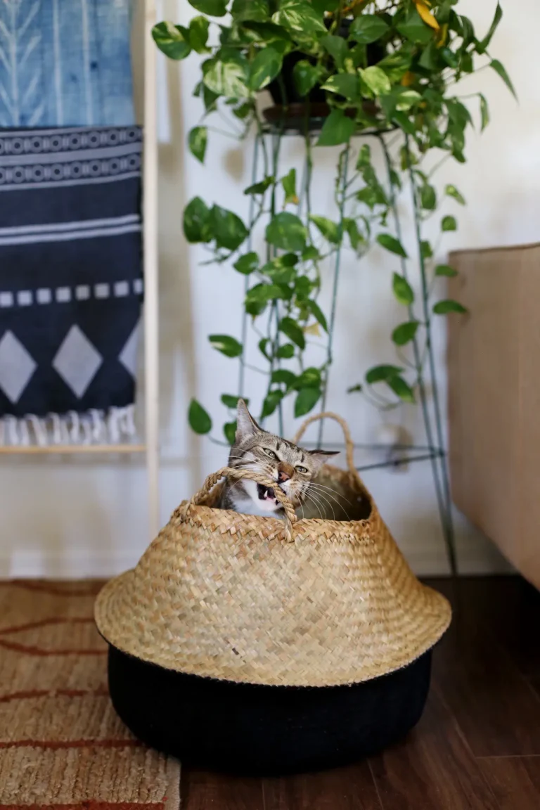 Seagrass Basket Cat Bed - Image via Chelsea Bird