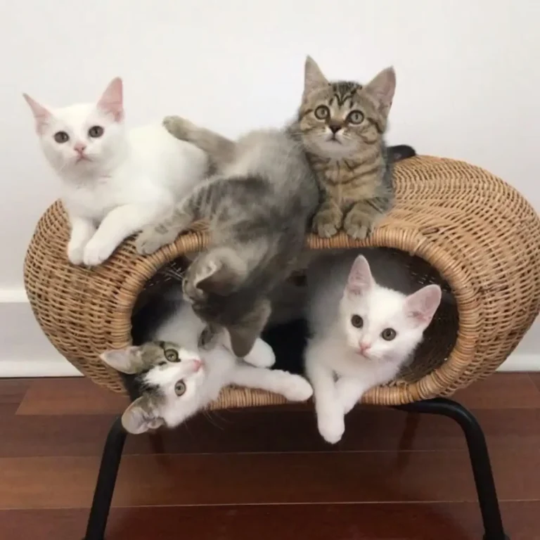 IKEA GAMLEHULT for Cats - Image via @veggiedayz on Instagram