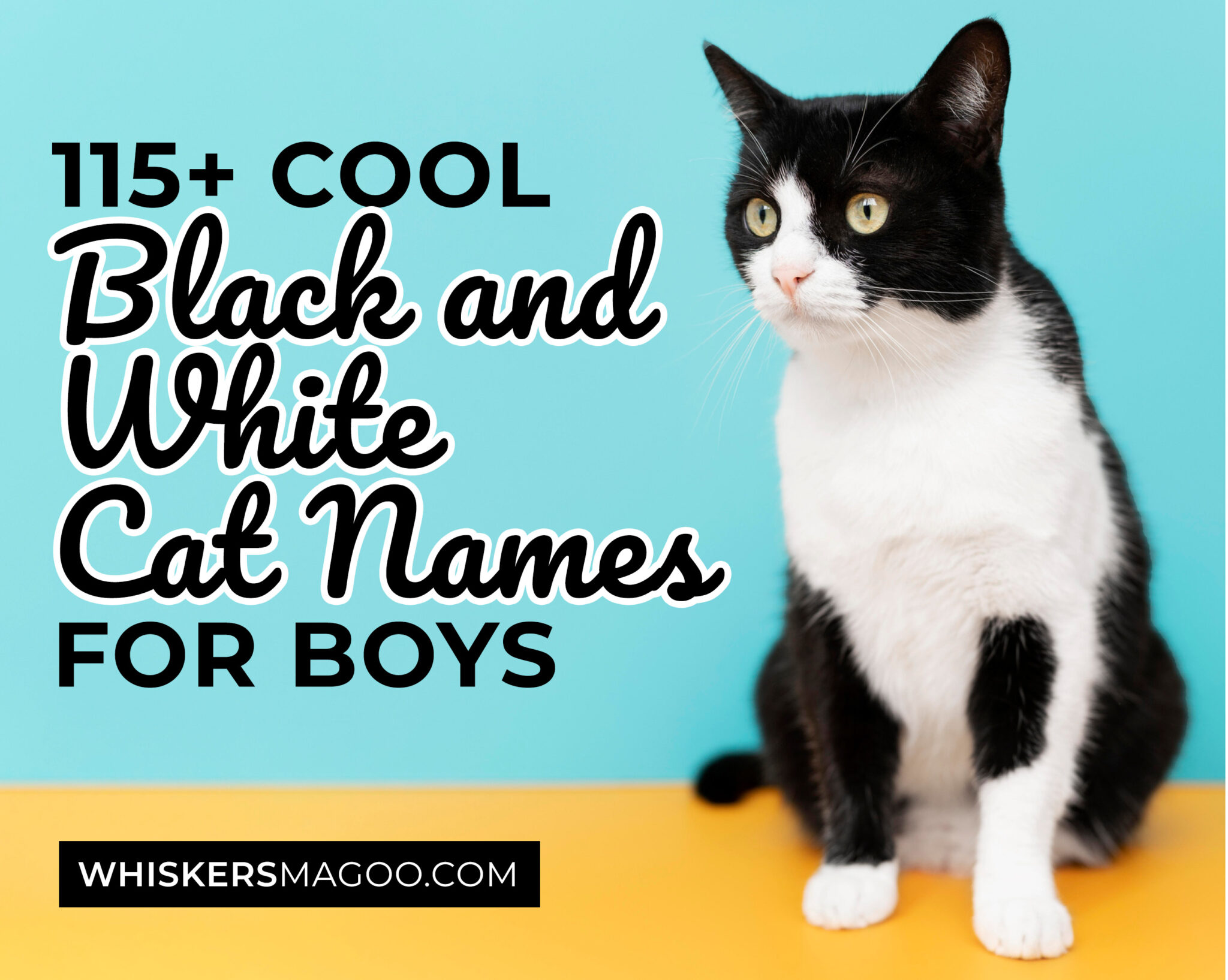 115-cool-black-and-white-cat-names-for-boy-cats-whiskers-magoo