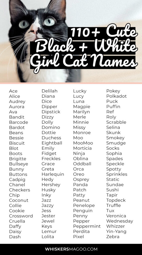 110-cute-black-and-white-cat-names-for-girl-cats-whiskers-magoo