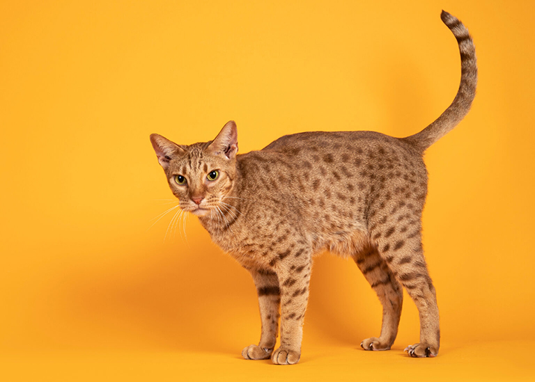 Cats That Look Like Cheetahs - Ocicat - Photo by ©nynkevanholten via Canva.com
