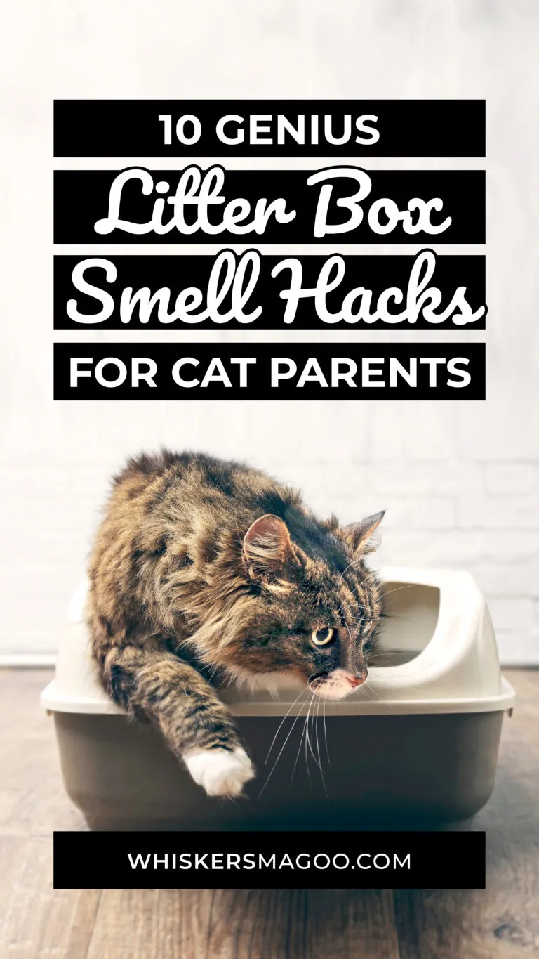 10 Genius Litter Box Smell Hacks For Cat Parents Whiskers Magoo