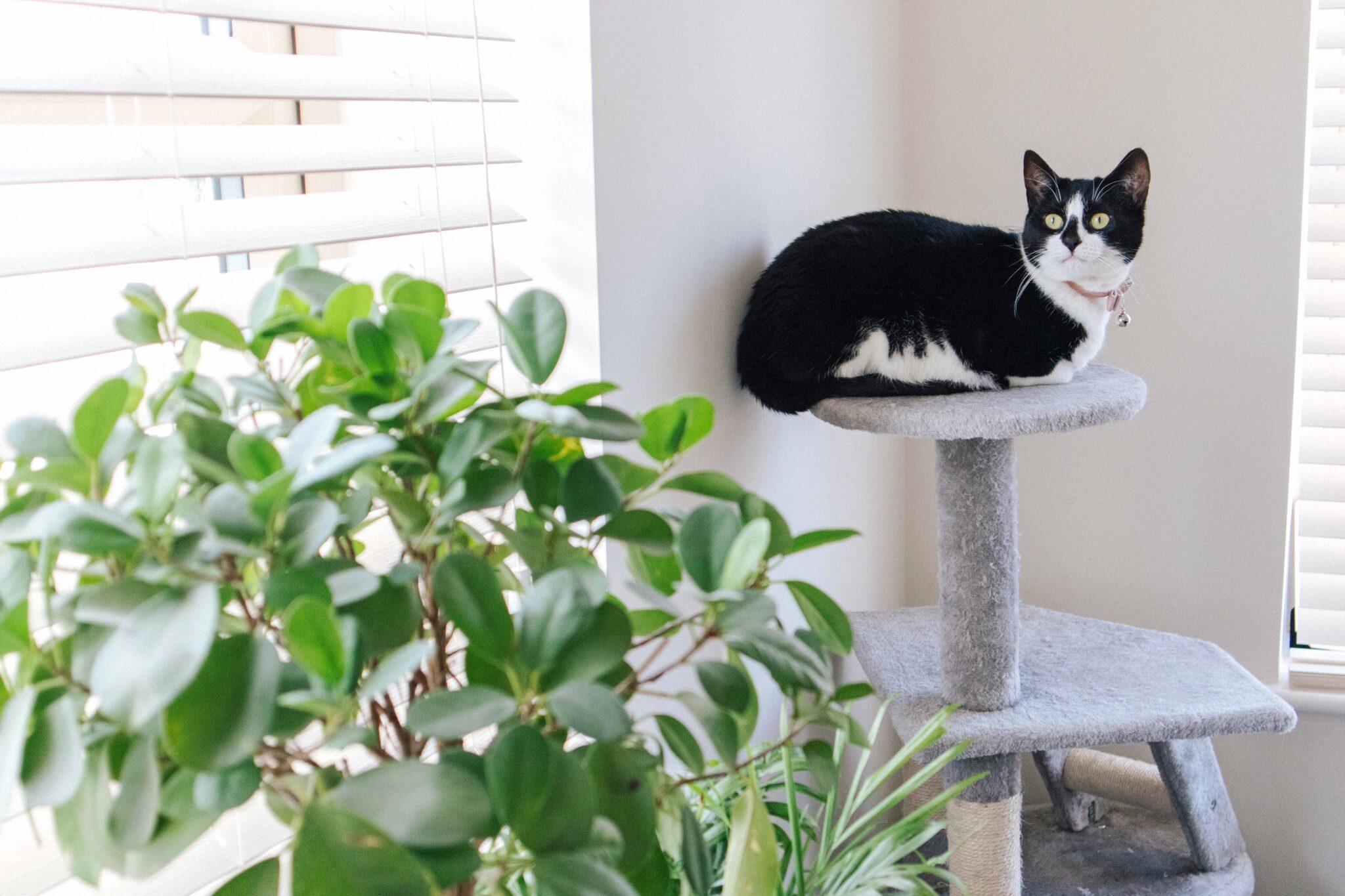 16 Easy Houseplants Safe for Cats (With Pictures) Whiskers Magoo