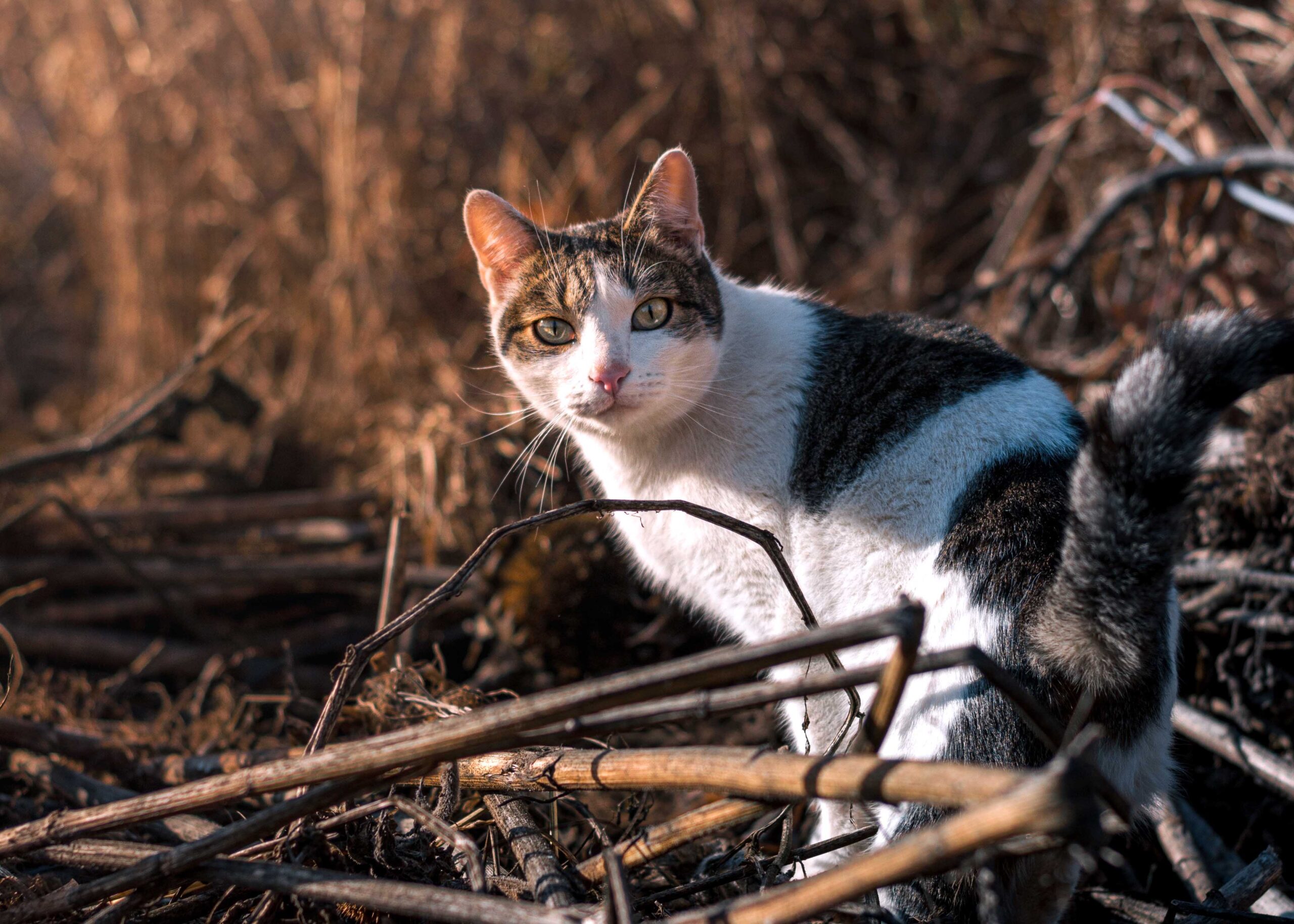 225-cute-nature-inspired-names-for-cats-whiskers-magoo-nature