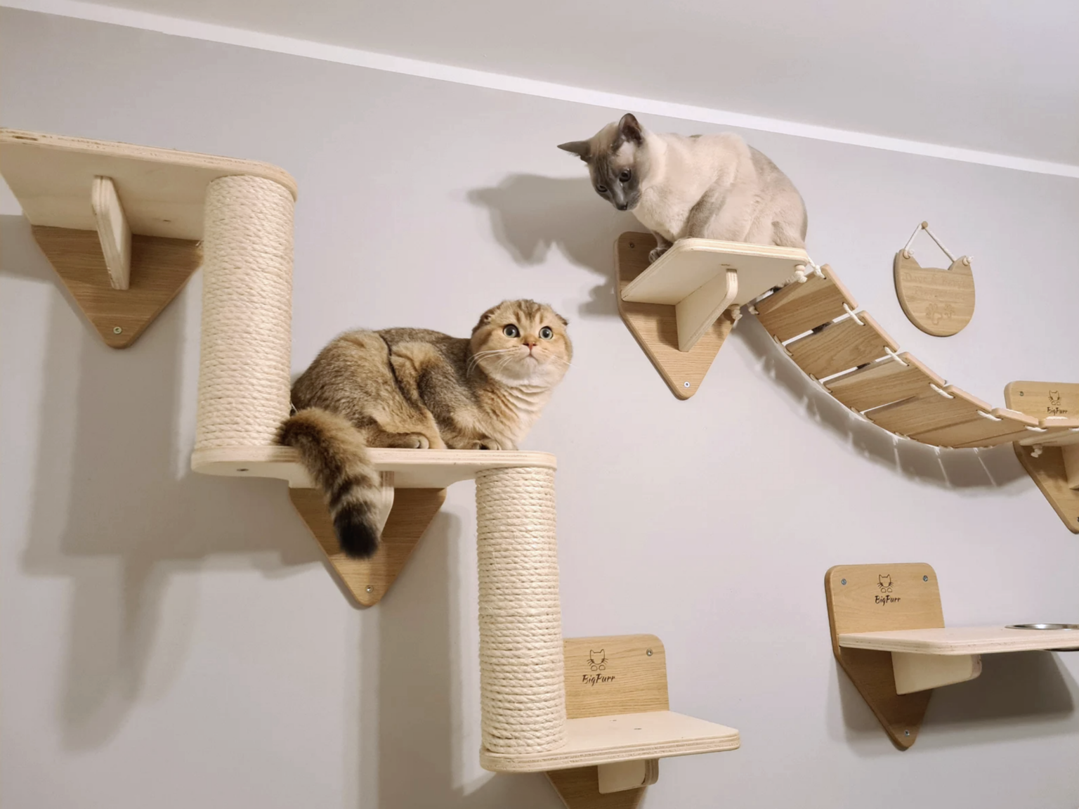 Cat Wall Climbing Systems: 10+ Cat Wall Furniture Brands to Know ...