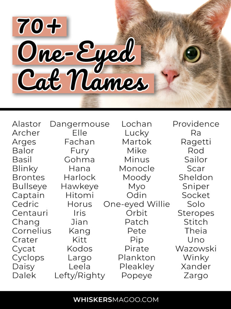 70-clever-names-for-cats-with-one-eye-whiskers-magoo