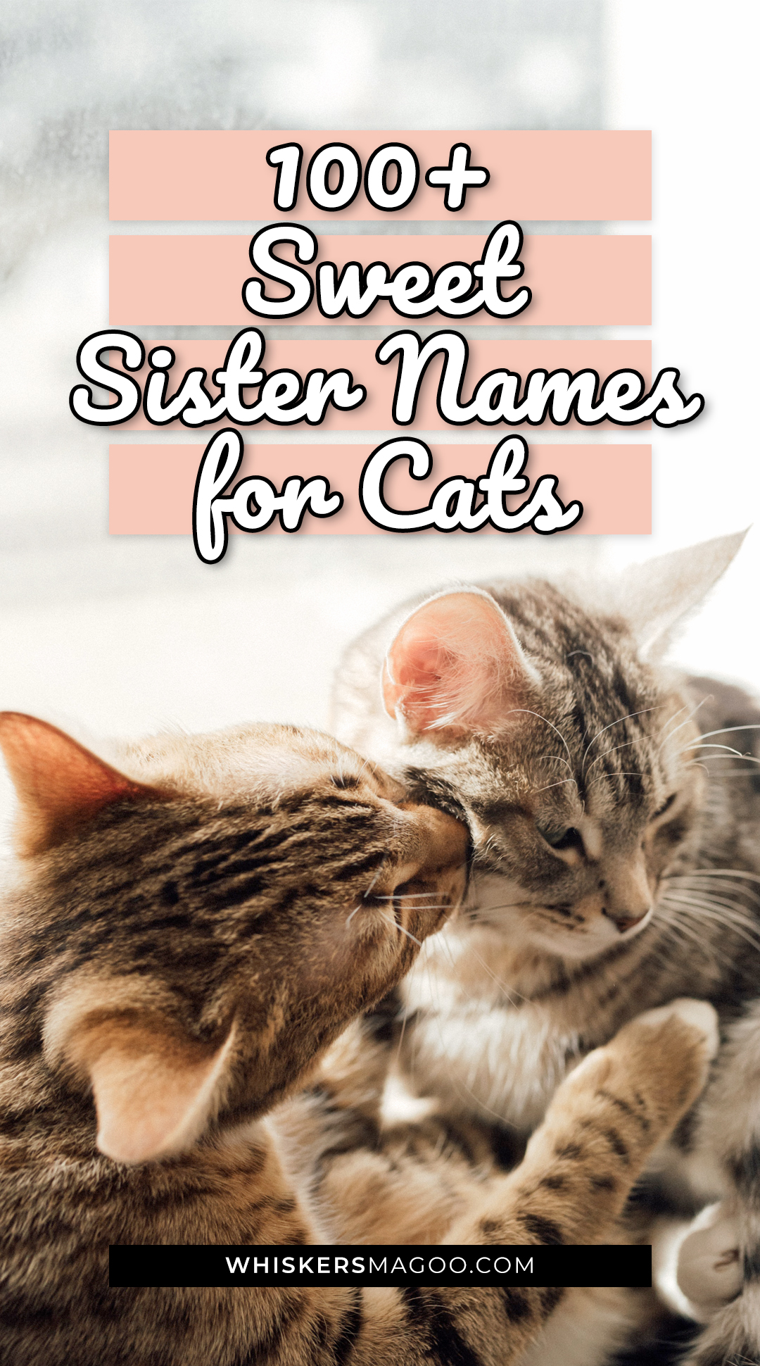 100-sweet-sister-names-for-cats-whiskers-magoo