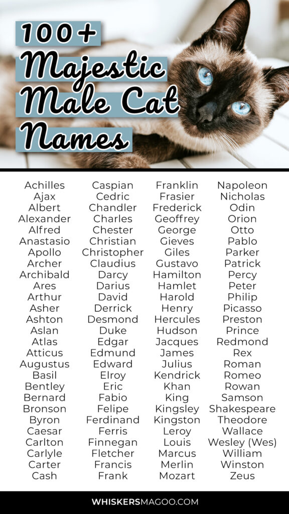 Rare Unique Male Cat Names