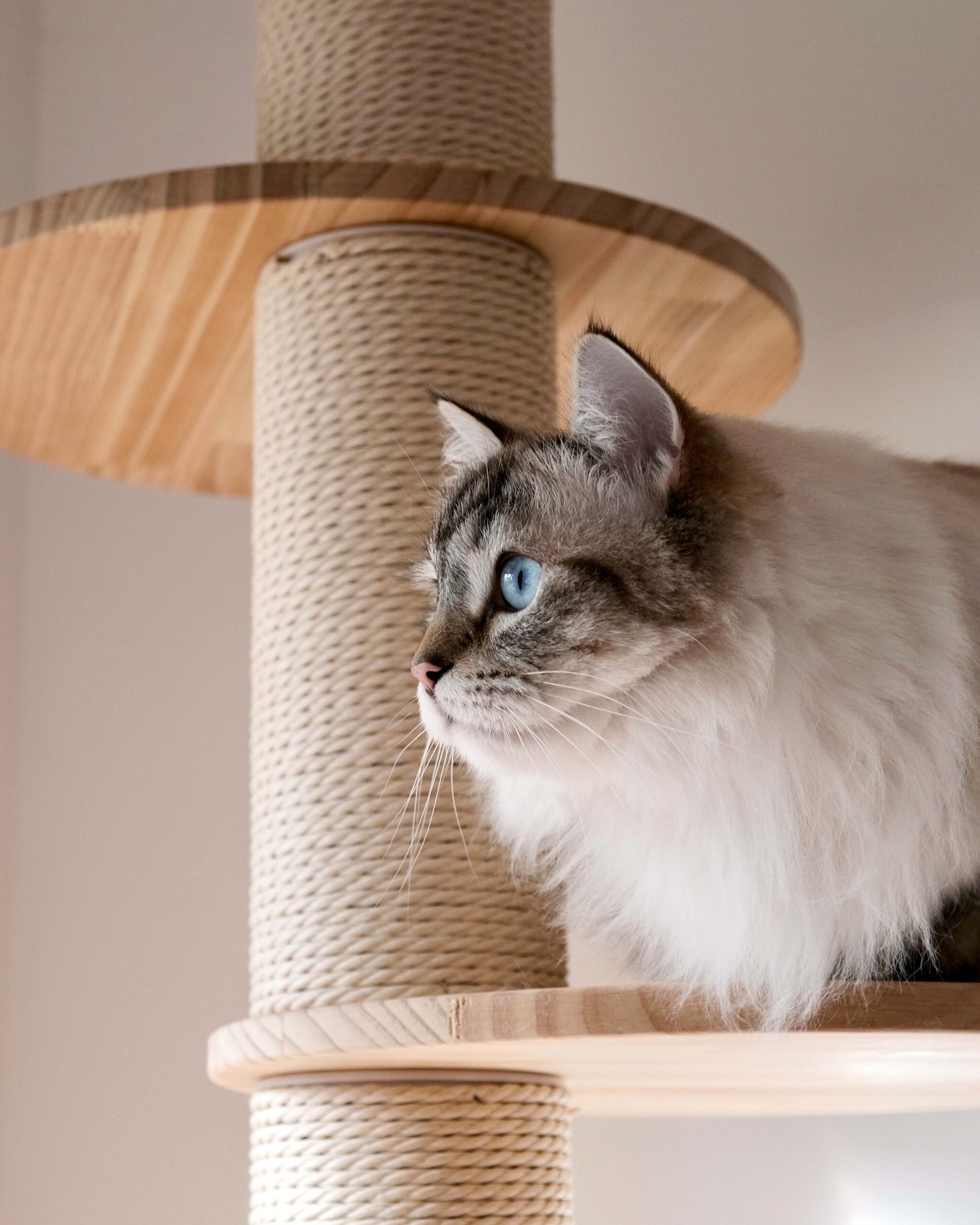 12+ Aesthetically Pleasing Cat Trees and Towers You and Fluffy Will Love Whiskers Magoo