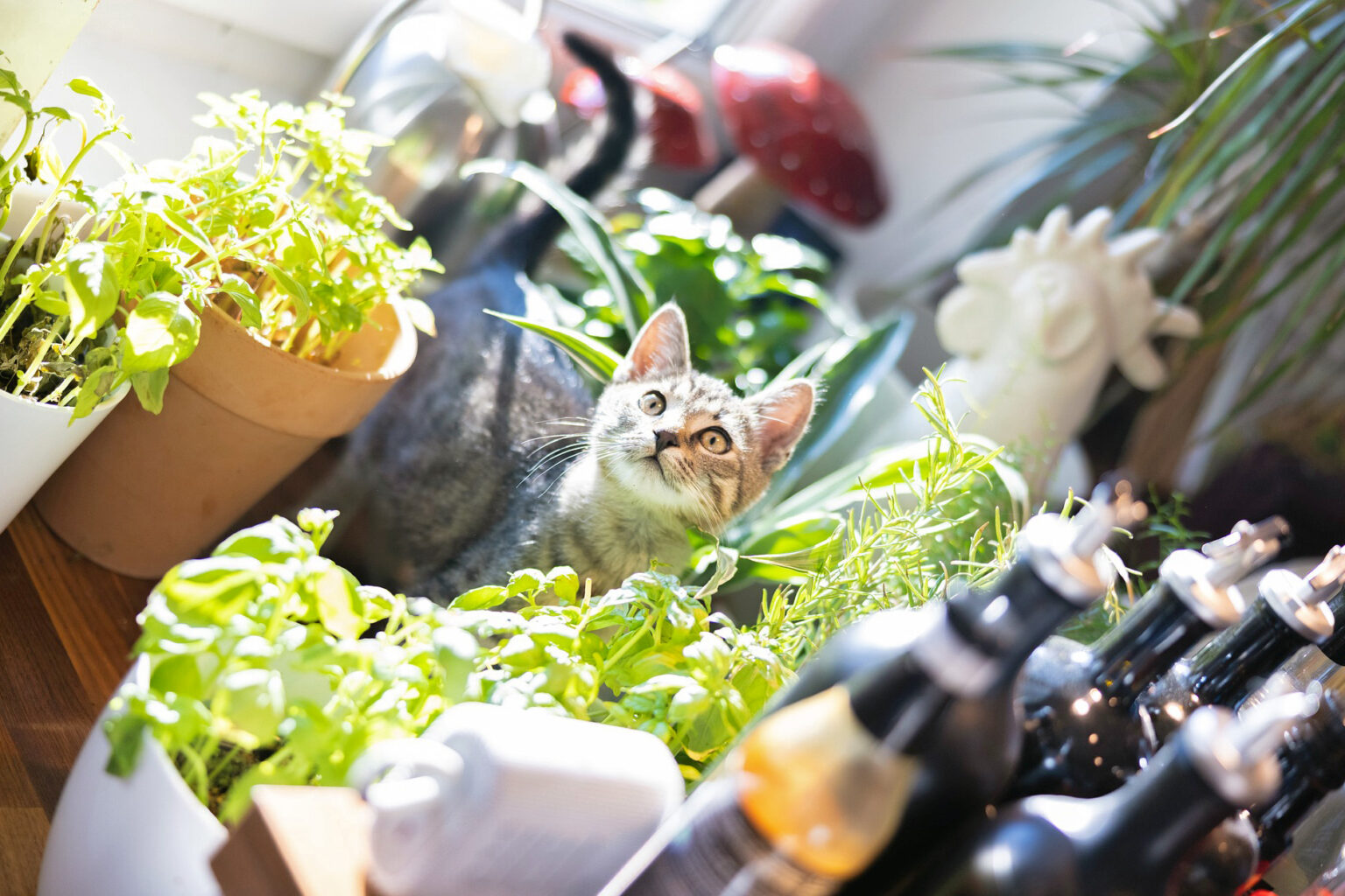 Fresh Look at 70 Herb And Spice Names For Cats