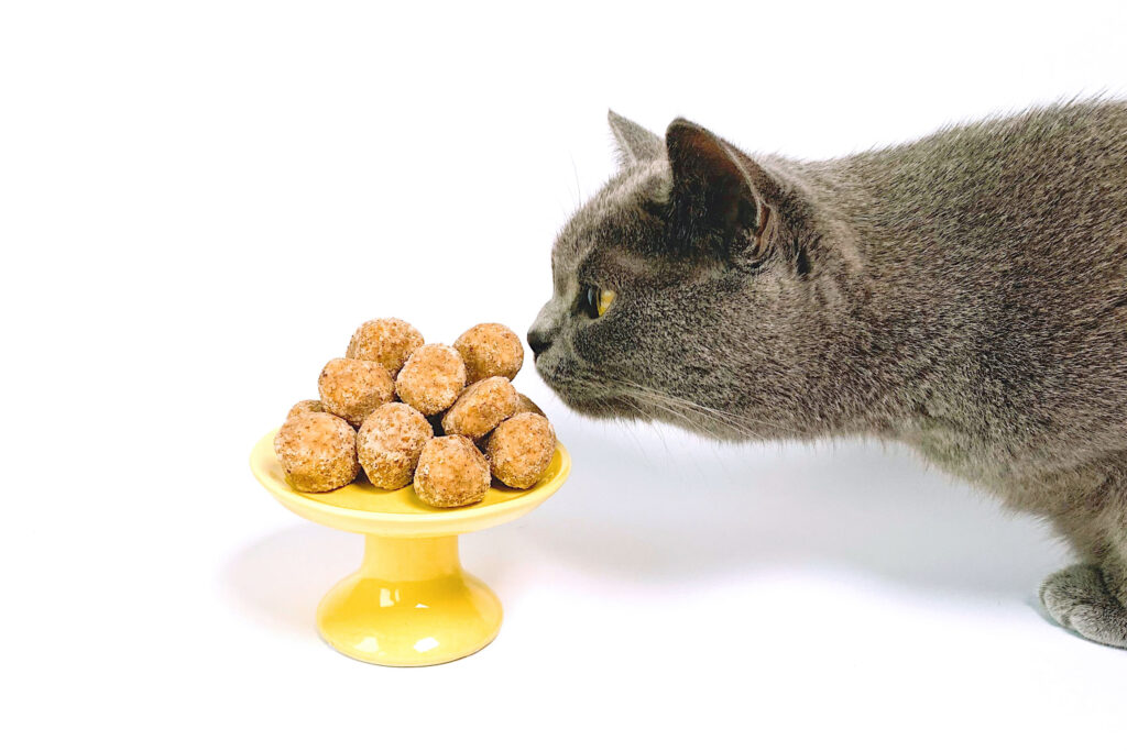 From Cookie, Custard and Waffle, to Pudding, Fudge, Mousse, and more, check out over 85 sweet dessert names for cats, right here!