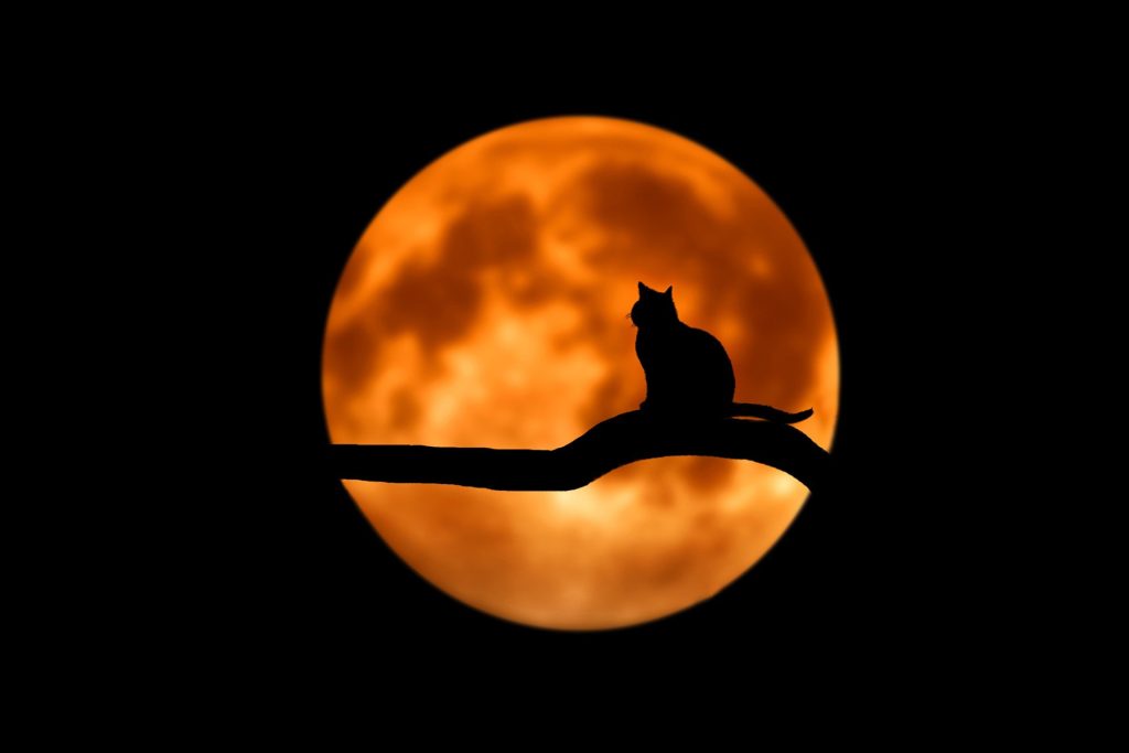 From Apollo, Luna, and Celeste, to Artemis, Buzz, Moon, Astro, and more, check out over 115 mystical moon and moon-inspired names for cats and kittens - right here!
