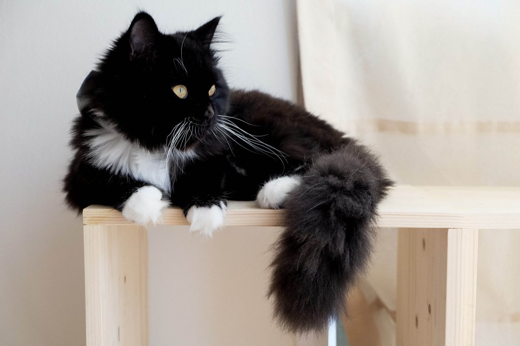 From classics like Socks, Boots, Mittens, and Spats, to more creative options like Sylvester, Mickey, Maestro, and Seuss, check out over 50 cute names for cats with white paws - right here!
