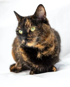 From Amber, Cinnamon, Marbles, and Mosaic, to Russet, Rhapsody, Topaz and Freckles, check out 200 inspiring names for tortoiseshell cats, right here! Photo by Elizabeth Iris via Pexels